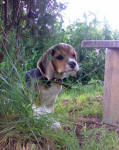 Beagle Elfa's Brand,  бигль Дар Шах Фея, щенки бигля, малая гончая собака